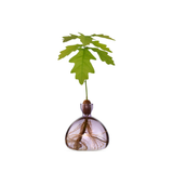 Vaso per Ghianda Ilex Studio