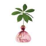Vaso per Avocado Ilex Studio