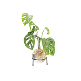 Hydro Vase Flora - Winkee