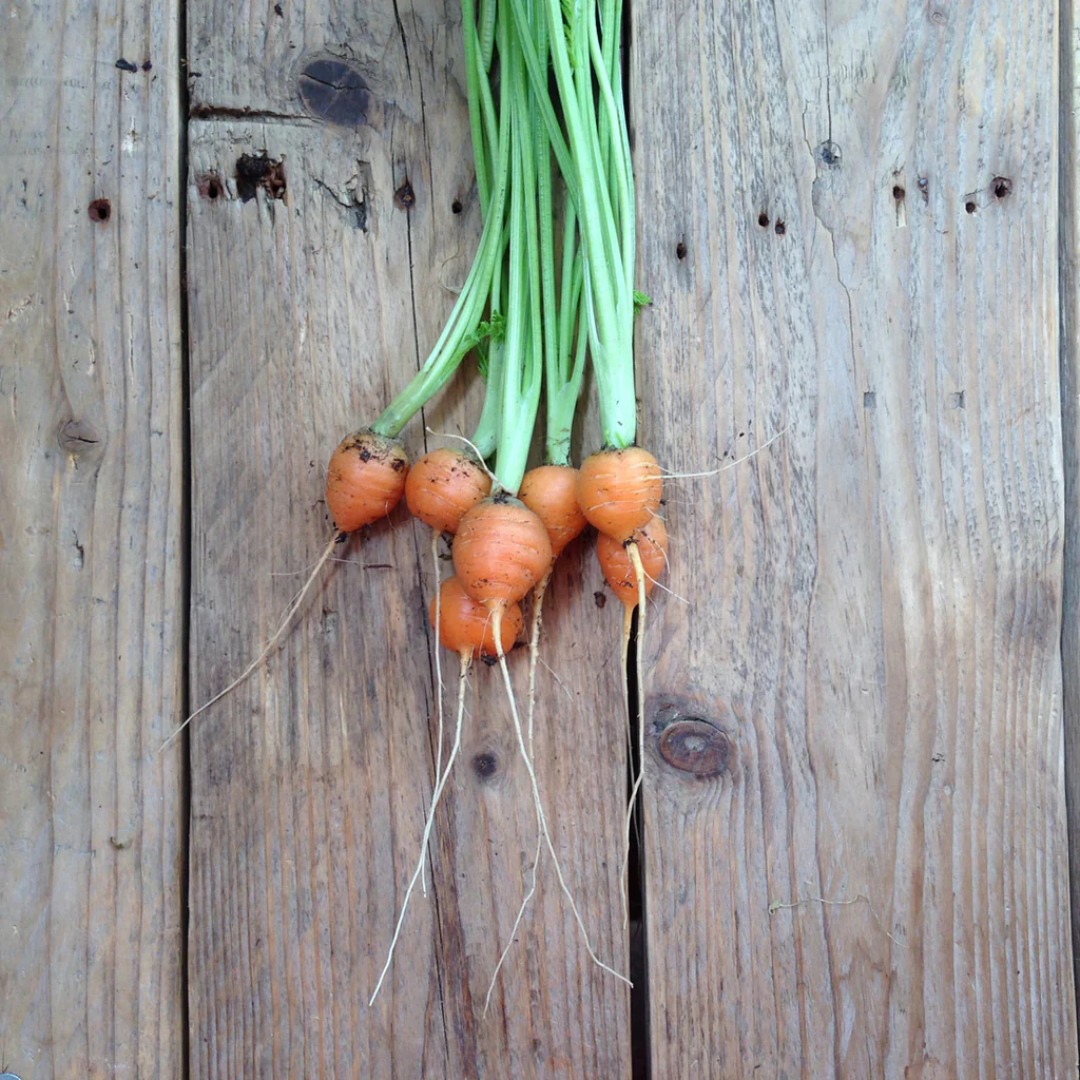 Semi Carrot Paris Market - Piccolo Seeds