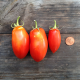 Semi Pomodoro San Marzano Nano - Piccolo Seeds