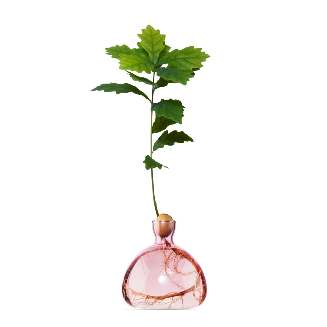 Vaso per Ghianda Ilex Studio