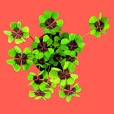 Kit coltivazione quadrifoglio . Resetea