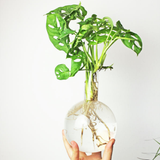 Hydro Vase Flora - Winkee