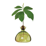 Vaso per Avocado Ilex Studio