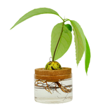 Kit per la coltivazione di avocado . Gift Republic