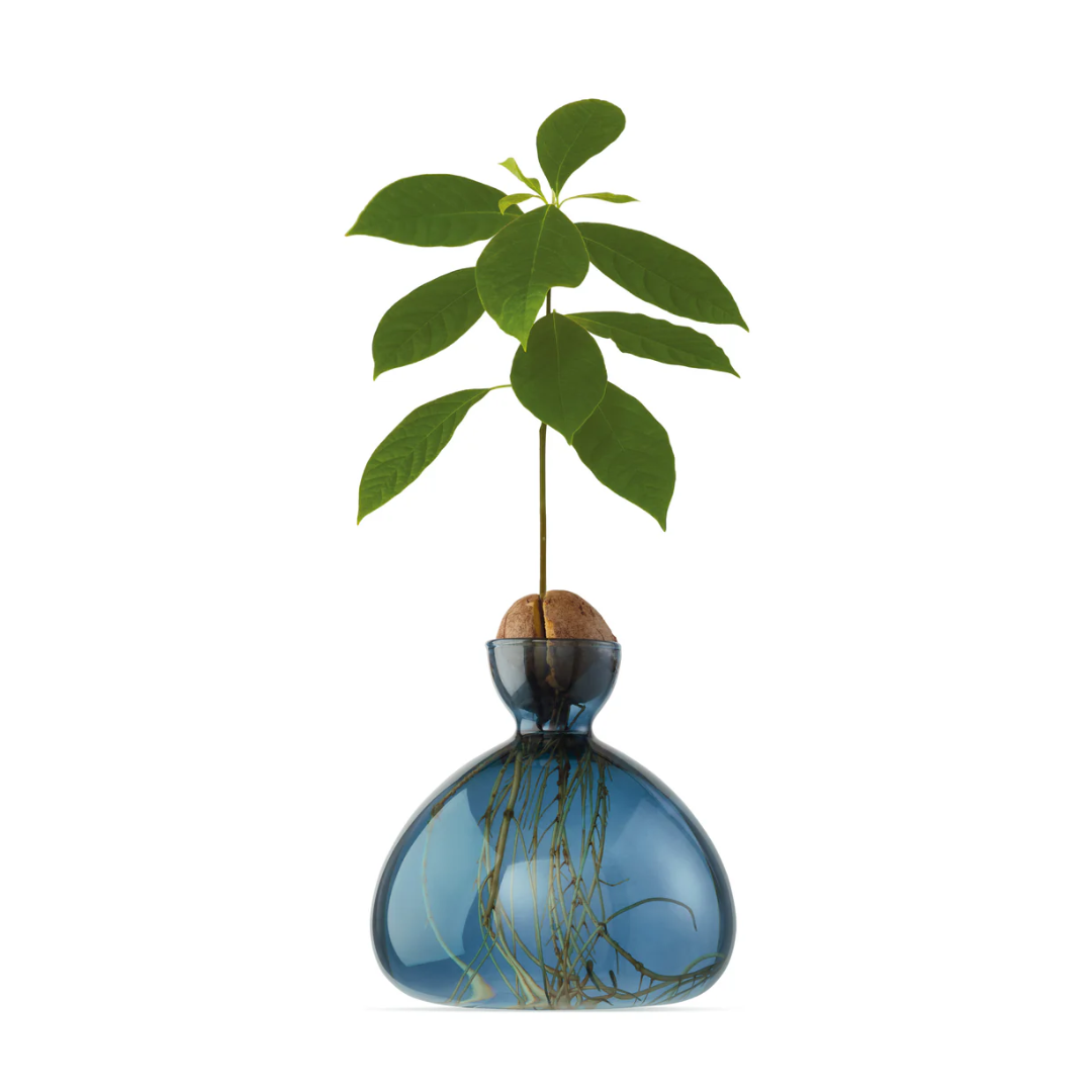 Vaso per Avocado Ilex Studio