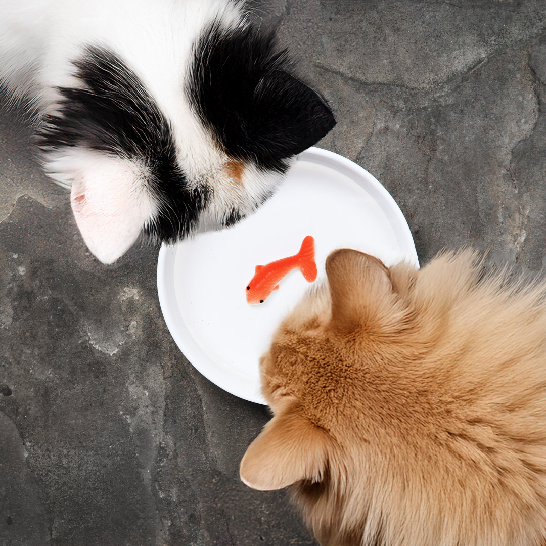 Ciotola per gatti con pesce rosso - Suck UK