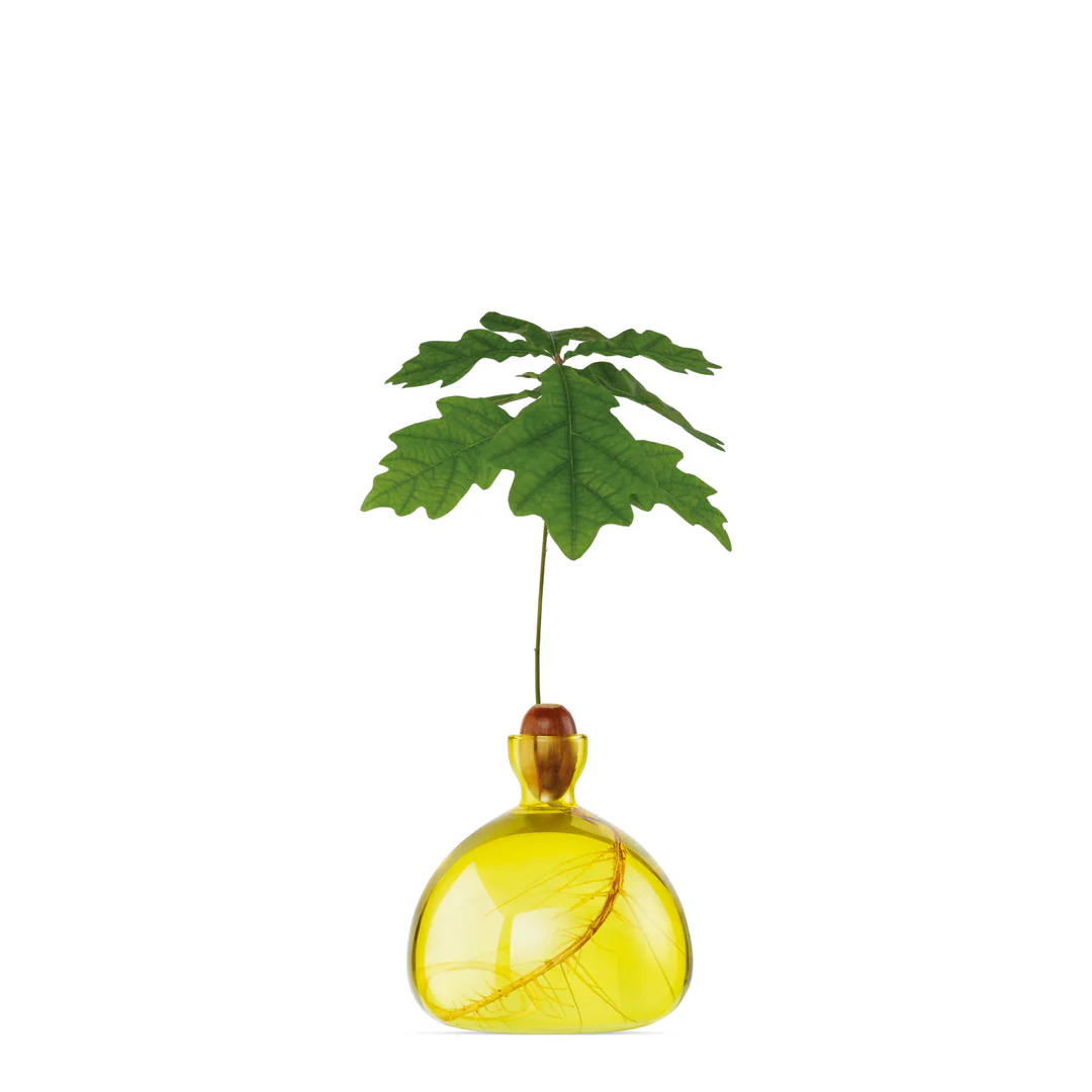 Vaso per Ghianda Ilex Studio