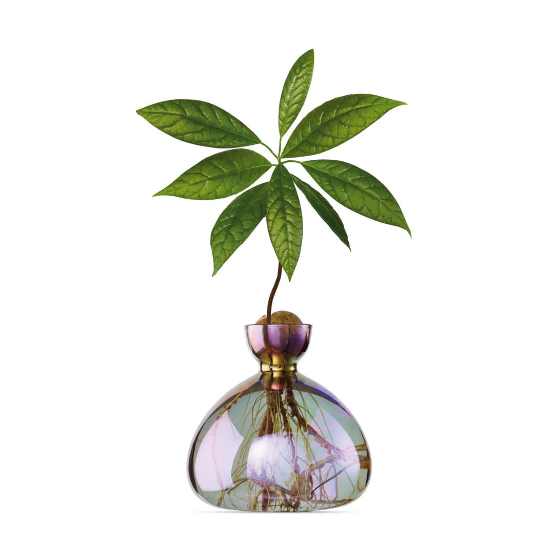 Vaso per Avocado Ilex Studio