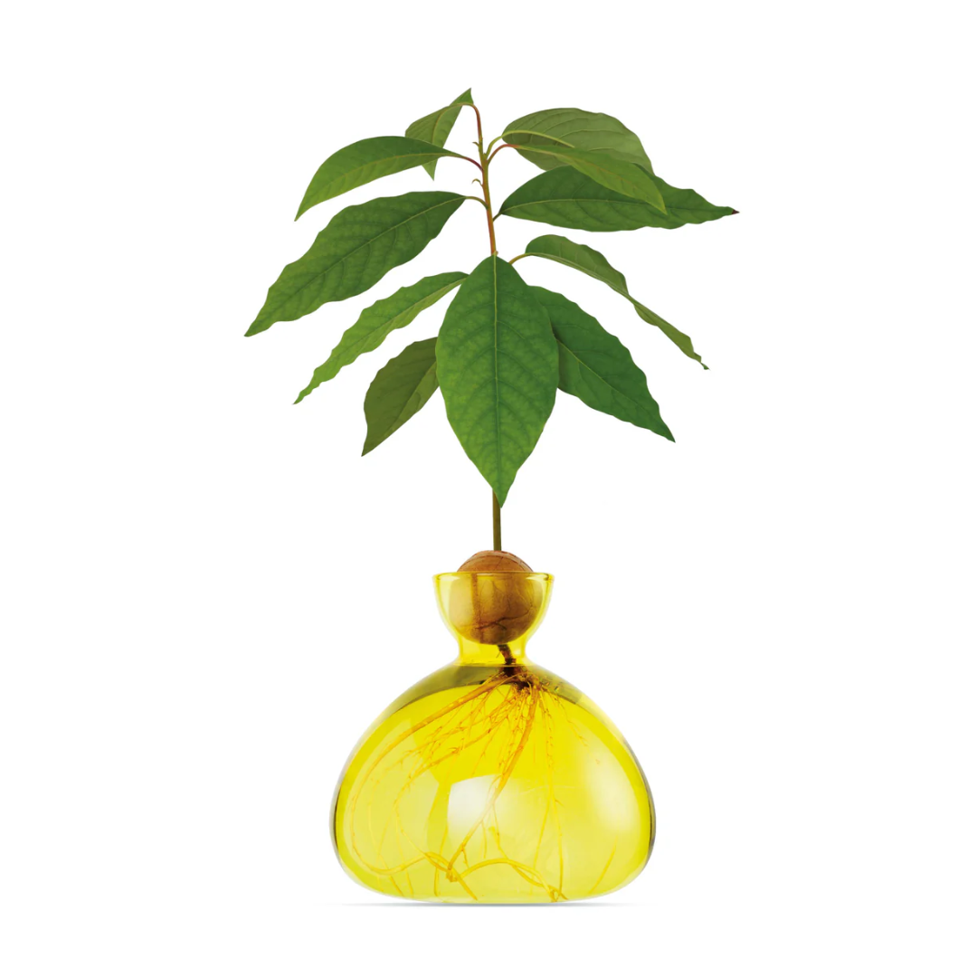 Vaso per Avocado Ilex Studio