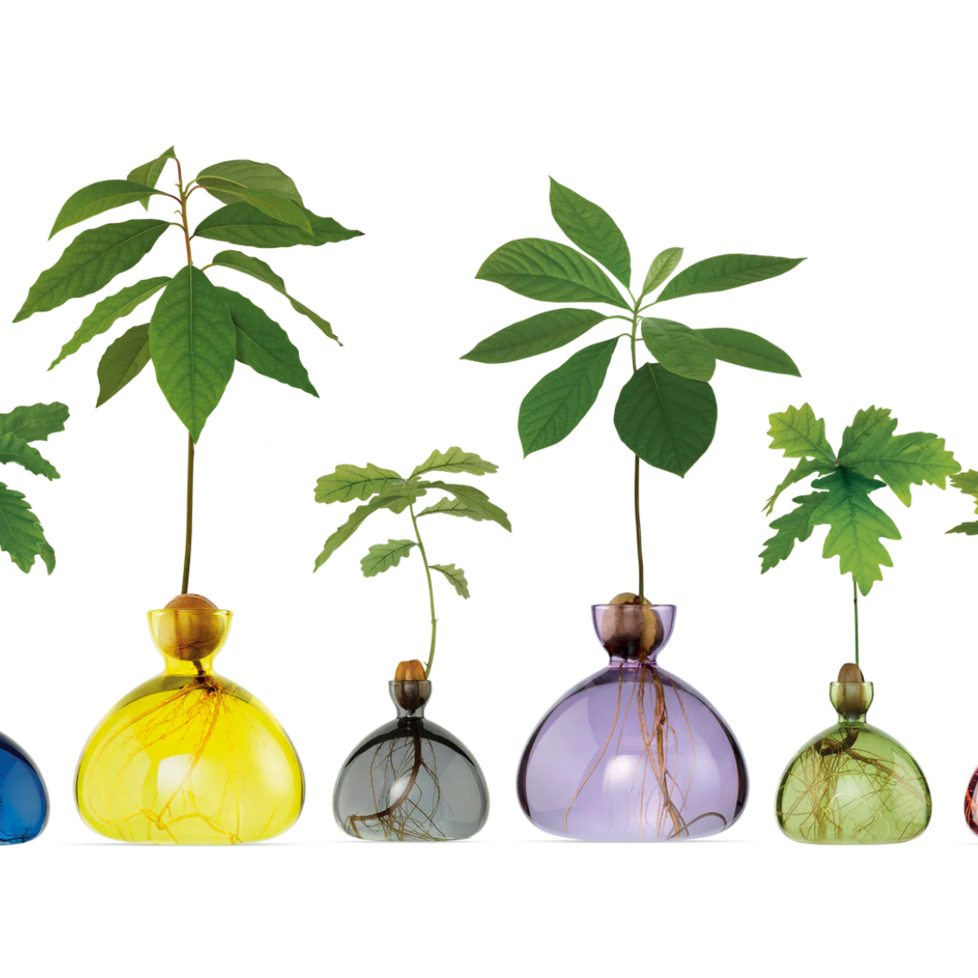 Vaso per Avocado Ilex Studio