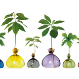 Vaso per Avocado Ilex Studio